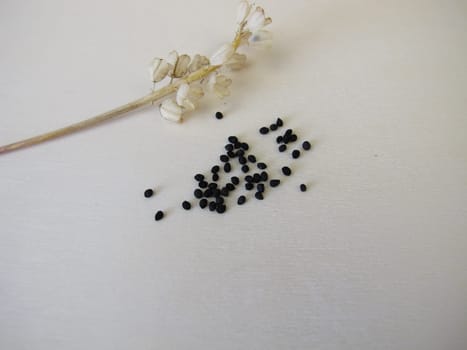 Black seeds from the grape hyacinth, Muscari armeniacum