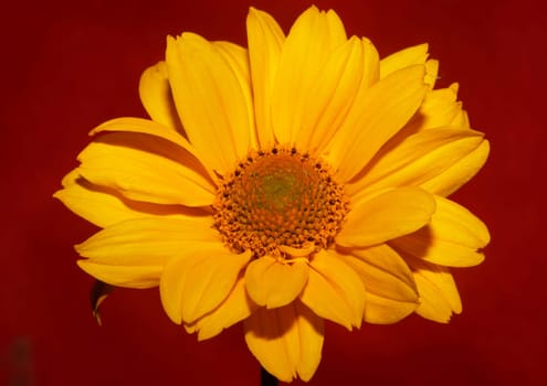 Yellow flower blossom close up botanical background heliopsis helianthoides family compositae big size metal prints high quality nature picture
