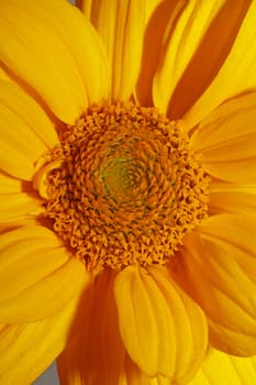 Yellow flower blossom close up botanical background heliopsis helianthoides family compositae big size metal prints high quality nature picture
