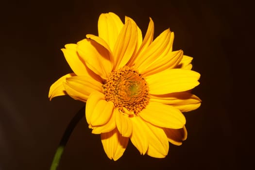 Yellow flower blossom close up botanical background heliopsis helianthoides family compositae big size metal prints high quality nature picture
