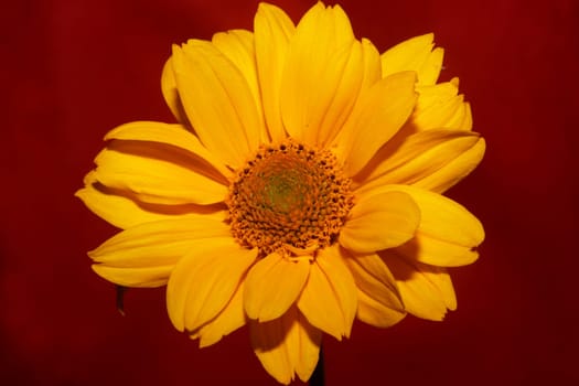 Yellow flower blossom close up botanical background heliopsis helianthoides family compositae big size metal prints high quality nature picture