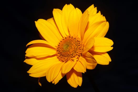 Yellow flower blossom close up botanical background heliopsis helianthoides family compositae big size metal prints high quality nature picture