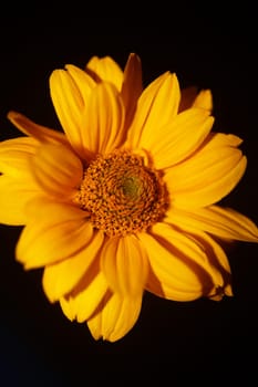 Yellow flower blossom close up botanical background heliopsis helianthoides family compositae big size metal prints high quality nature picture