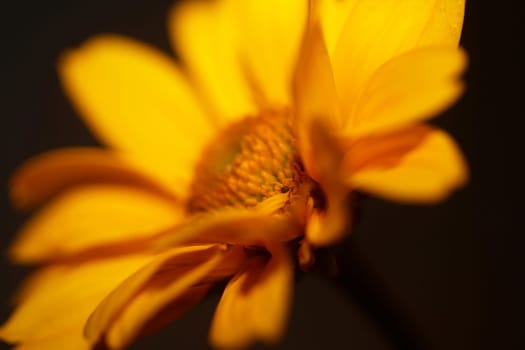 Yellow flower blossom close up botanical background heliopsis helianthoides family compositae big size metal prints high quality nature picture