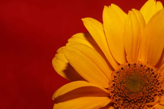 Yellow flower blossom close up botanical background heliopsis helianthoides family compositae big size metal prints high quality nature picture
