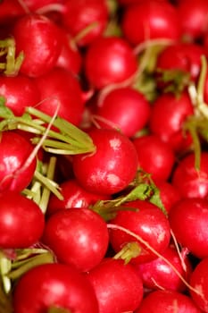 Radishes close up background modern high quality print Raphanus sativus family brassicaceae