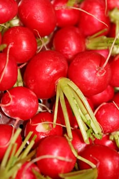 Radishes close up background modern high quality print Raphanus sativus family brassicaceae