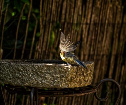Tit on its way to the pool, spreading the wings