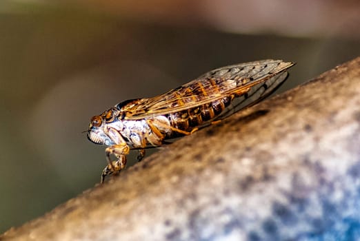 Cretan cicada (Cicada cretensis) - Gouves, Crete, Greece