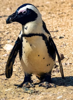 Humboldt penguin (Spheniscus humboldti)