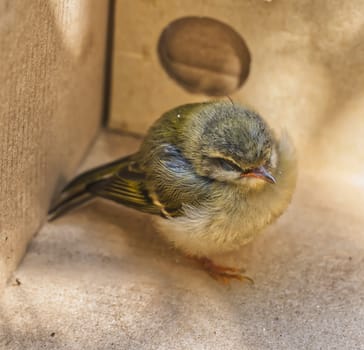 young tit found dizzy after an accident, rescued in a box
