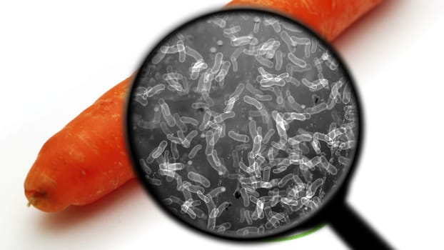 Searching for bacteria in vegetables,Searching for bacteria in vegetables