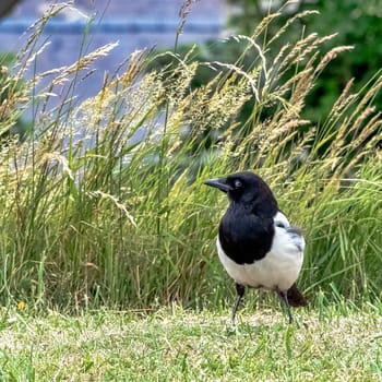 Pica pica known as Eurasian, European or common magpie in British park - Dover, Kent, United Kingdom