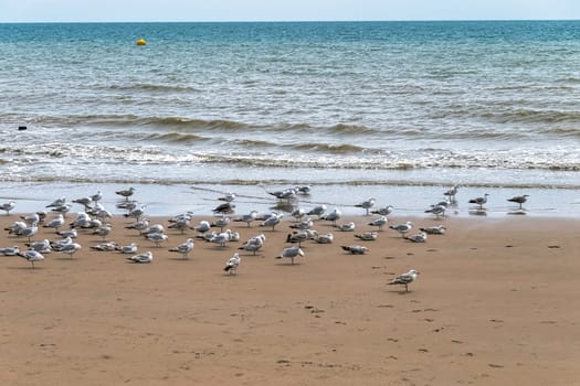 Group of European herring gulls (Larus argentatus) on the beach in Dymchurch, Kent, United Kingdom