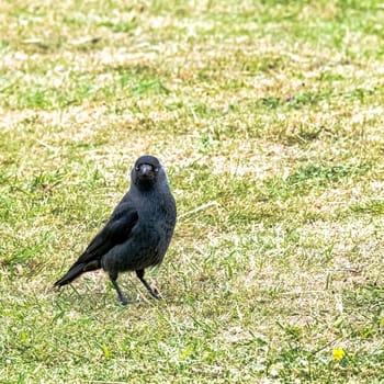 Coloeus monedula also known as the Eurasian, European or western jackdaw - Dover, Kent, United Kingdom