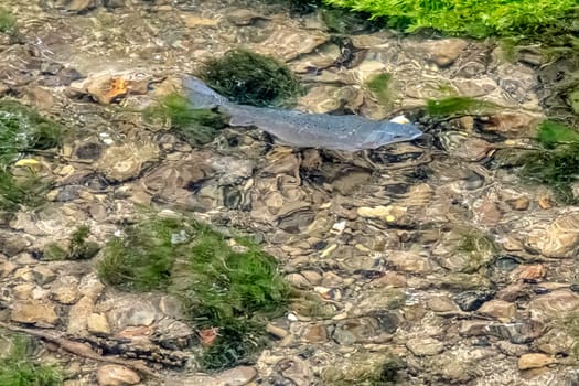 Adult freshwater stream rainbow trout (Oncorhynchus mykiss) in River Coln - Bibury, Gloucestershire, United Kingdom