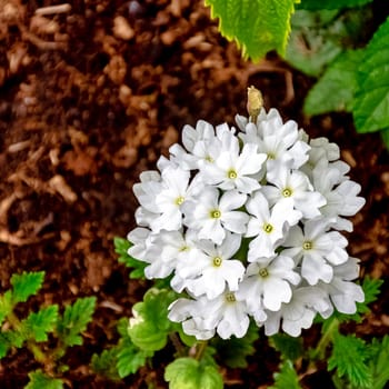 White verbena vera in French park