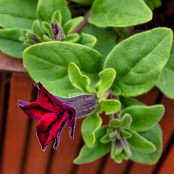 Black cherry petunia also called supertunia - Dinard, France