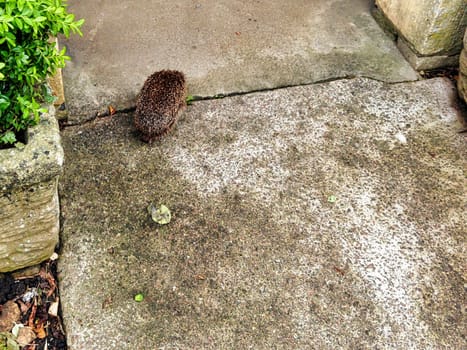 European hedgehog (Erinaceus europaeus), also known as the West European or common hedgehog - Bibury, Gloucestershire, United Kingdom