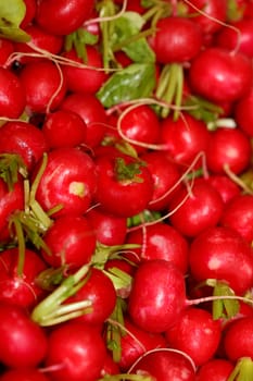 Radishes close up background modern high quality print Raphanus sativus family brassicaceae