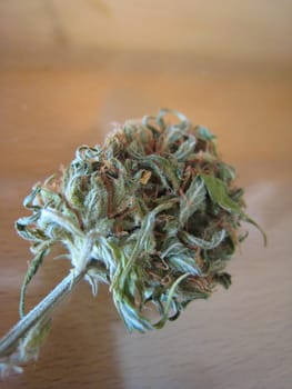 Cannabis retro in creta island hippie super lemon haze vintage illegal background prints