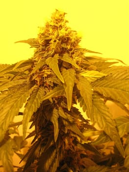 Cannabis retro in creta island hippie super lemon haze vintage illegal background prints
