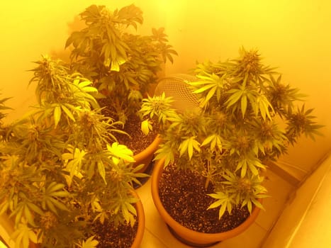 Cannabis retro in creta island hippie super lemon haze vintage illegal background prints