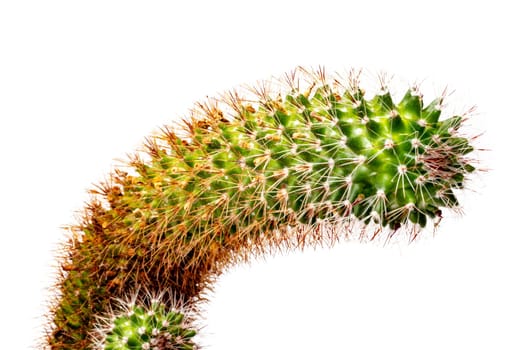 Cactus isolated. Close-up of a large and a small child cactus with long thorns isolated on a white background. Macro.