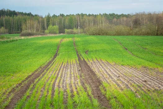 Damage after sowing on a green farmland, Zarzecze, Poland