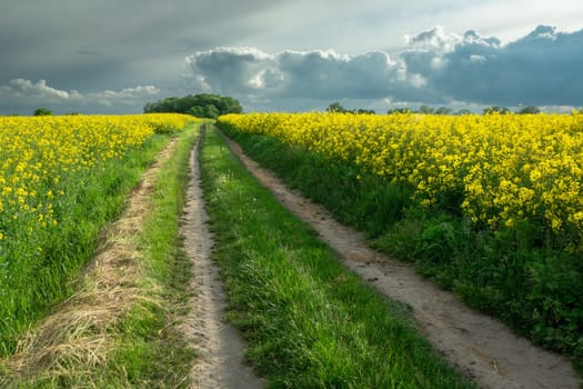 Dirt road through rape fields and cloudy sky, Czulczyce, Poland