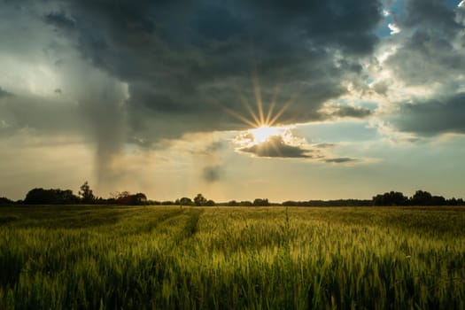 The sun under a dark cloud over a grain field, Nowiny, Poland