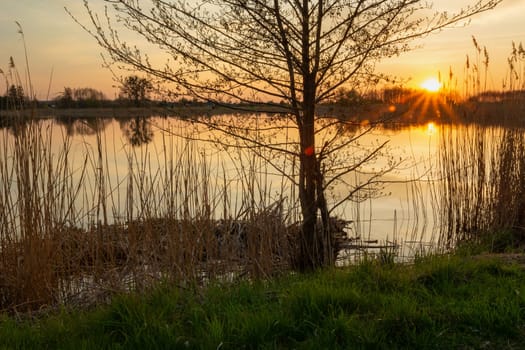 Sunset and tree on the shore of the lake, Stankow, Poland