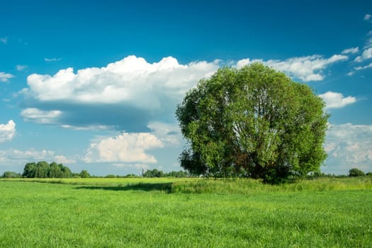 Large tree on green meadow and blue sky, Nowiny, Poland