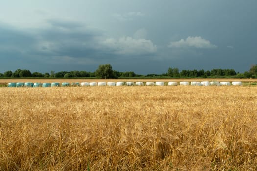 Golden field of grain and cloudy sky, Nowiny, Poland