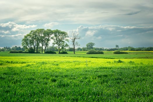 Green fields and trees on the horizon, Czulczyce, Poland