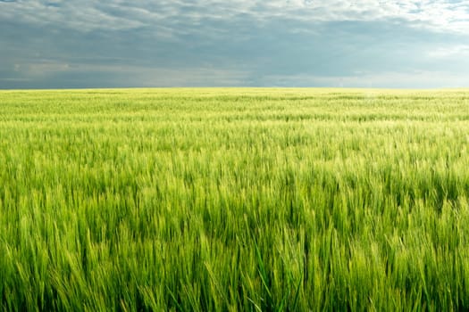 A large field of barley and clouds on the sky, Staw, Poland