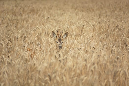A male roe deer hidden in the ears of grain, summer view