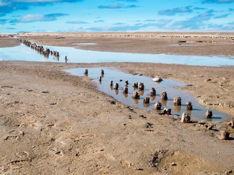View of the weathered groyne poles on the German North Sea beach in East Friesland at low tide and overcast skies.