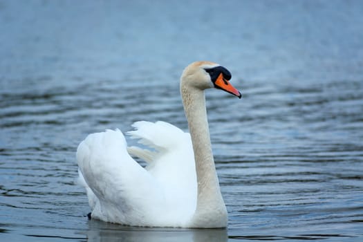 A white swan floating on the water, Stankow, Poland