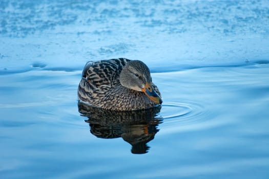 A female mallard duck swimming in the water, winter view, Zoltance, Lubelskie, Poland