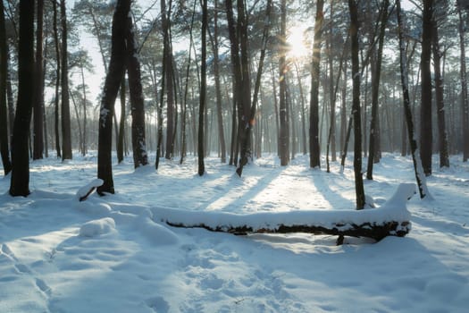 Glare of the sun in the winter forest, Chelm, Lubelskie, Poland
