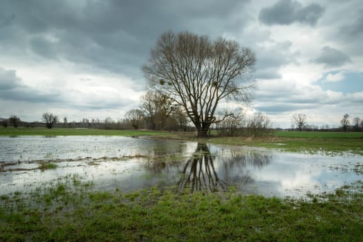 Water in the meadow and a large tree, Nowiny, Poland