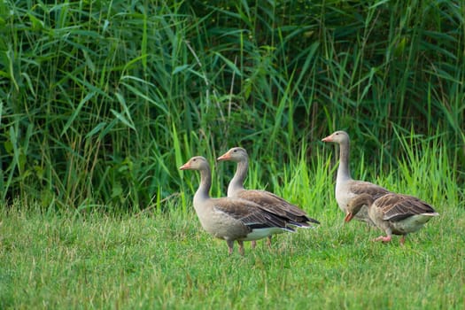 Gray geese on a green meadow and reeds, Stankow, Poland
