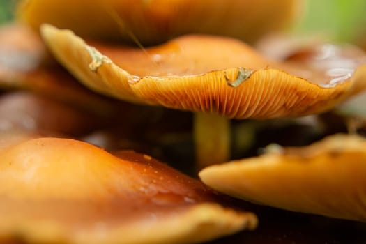 Wild forest orange mushrooms with large caps, autumn view