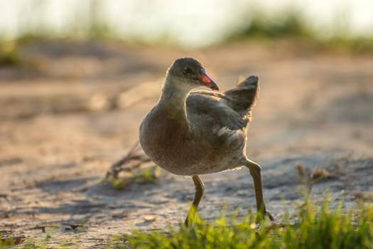 Common moorhen walking by the lake shore, Stankow, Lubelskie, Poland