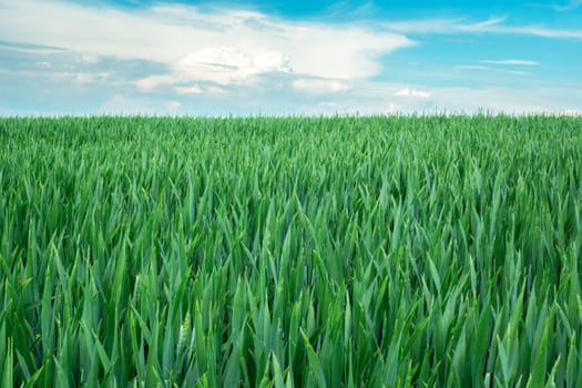 Green grain field, horizon and sky with clouds, Staw, Lubelskie, Poland
