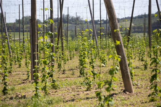 Vineyards in the spring, near Lake Constance, Germany