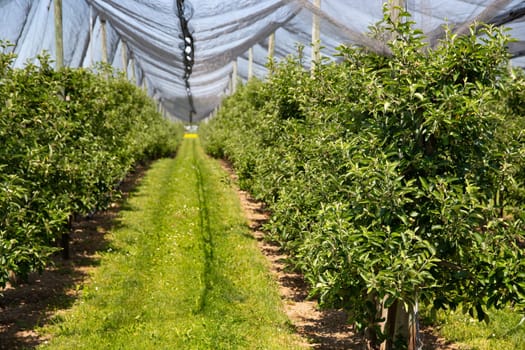 Modern apple orchard with protective nets against hail in spring