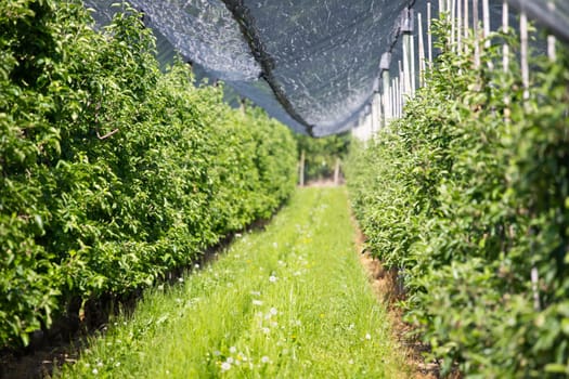 Modern apple orchard with protective nets against hail in spring