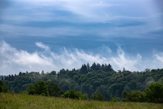 Spring nature background with forest in fog